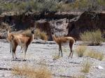 Image: Guanacos - South of Salta: Cachi and Cafayate